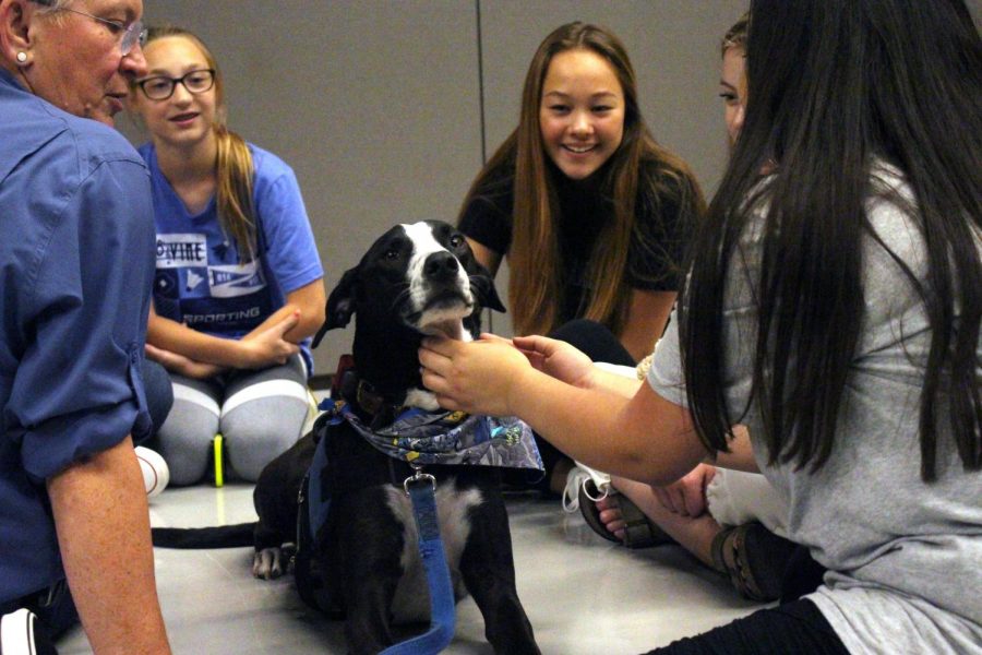Therapy dog Murphy also was included in the Power 50 session.