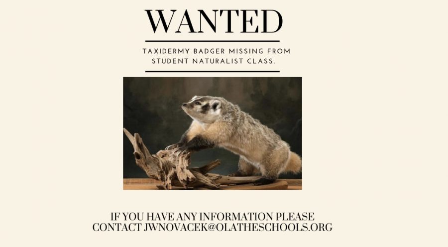 Taxidermy+Badger+Missing+From+Student+Naturalists+Class