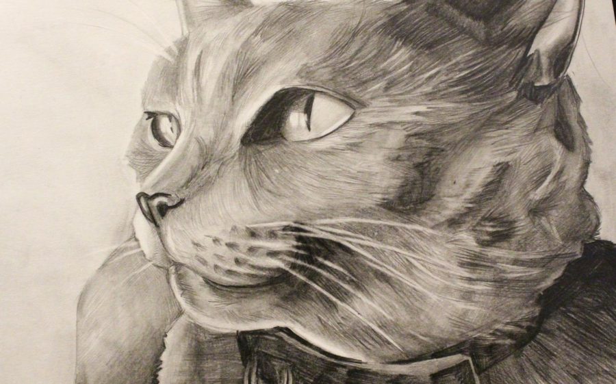 Cat drawn by Lilliana Rodriguez.