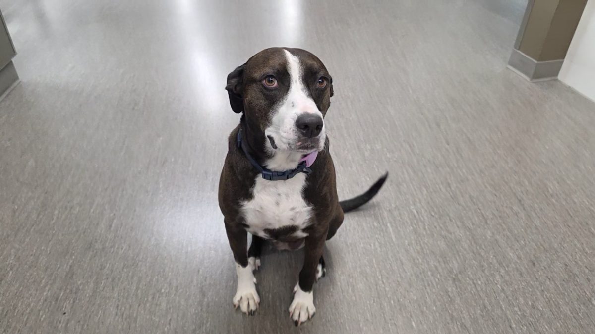 Tail Wags and Pets: Zoey the Therapy dog