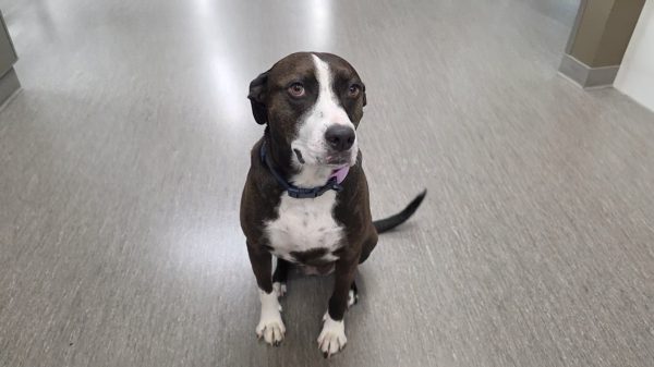 Therapy dog Zoey sitting in the hallway